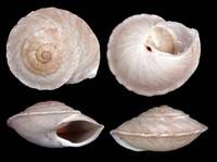 Rossmaessleria subcabriuscola