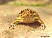 Pelobates fuscus - Common Spadefoot