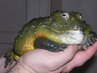 Pyxicephalus adspersus - African Bullfrog