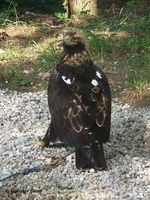 Aquila heliaca - Imperial Eagle