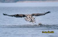 Haliaeetus albicilla - Greenland White-tailed Eagle