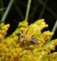 Image of: Chauliognathus pennsylvanicus (soldier beetle)