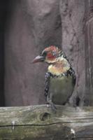 Trachyphonus erythrocephalus - Red-and-yellow Barbet