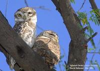 Image of: Athene brama (spotted owlet)