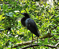 Image of: Egretta ardesiaca (black heron)