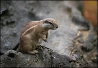 Xerus inauris - South African Ground Squirrel