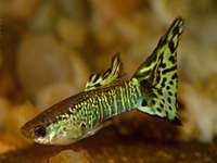 Poecilia reticulata - Barbados Millions