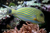 Acanthurus lineatus - Blue Banded Surgeonfish