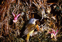 Image of: Vermivora ruficapilla (Nashville warbler)