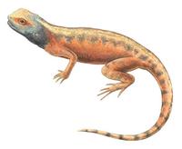 Image of: Agama hispida