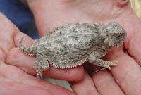 Image of: Phrynosoma solare (hornytoad and horned toad)