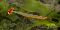 Doryrhamphus excisus - Bluestripe pipefish