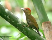 Bamboo Woodpecker - Gecinulus viridis