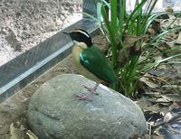 Elegant Pitta - Pitta elegans