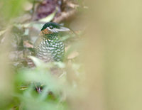 Black-crowned Antpitta (Pittasoma michleri) photo