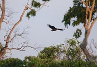 Madagascar Fish-Eagle (Haliaeetus vociferoides) photo