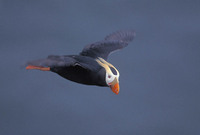 Tufted Puffin (Fratercula cirrhata) photo