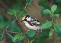 Chestnut-sided Warbler (Dendroica pensylvanica) photo