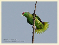 Red-crowned Parrot - Amazona viridigenalis