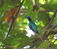 Purple-crowned Fairy - Heliothryx barroti