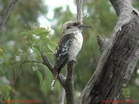 Laughing Kookaburra - Dacelo novaeguineae