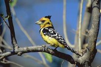 Crested Barbet - Trachyphonus vaillantii