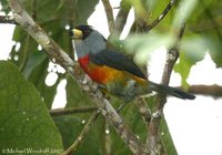 Toucan Barbet - Semnornis ramphastinus