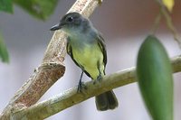 Short-crested Flycatcher - Myiarchus ferox