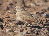 Bar-tailed Lark - Ammomanes cincturus