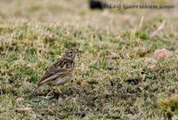 Short-billed Pipit - Anthus furcatus