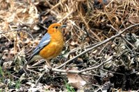 Orange-headed Thrush - Zoothera citrina