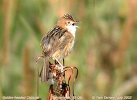 Golden-headed Cisticola - Cisticola exilis