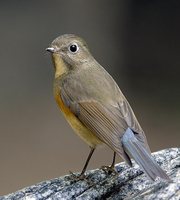 Red-flanked Bluetail - Tarsiger cyanurus