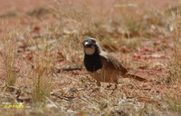 Crested Bellbird - Oreoica gutturalis