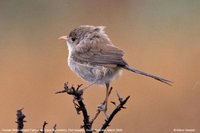 White-winged Fairywren - Malurus leucopterus