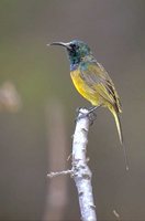 Orange-breasted Sunbird - Anthobaphes violacea