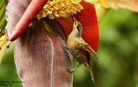 Macleay's Honeyeater - Xanthotis macleayana