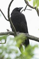 American Crow - Corvus brachyrhynchos