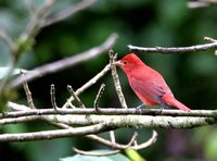 Summer Tanager - Piranga rubra