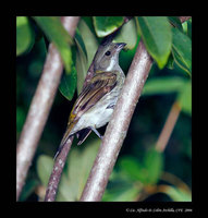 Puerto Rican Spindalis - Spindalis portoricensis