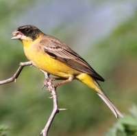 Black-headed Bunting - Emberiza melanocephala