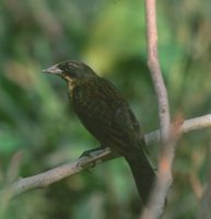 Unicolored Blackbird - Agelasticus cyanopus