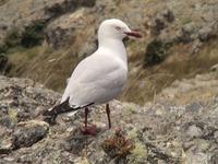 Red-billed Gull (Larus scopulinus)