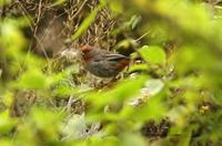 *NEW* Tucuman Mountain-finch