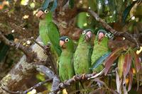 Blue-crowned  parakeet   -   Aratinga  acuticudata   -   Parrocchetto  capoazzurro
