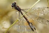 Large Red Damselfly ( Pyrrhosoma nymphula ) on water surface , Germany stock photo