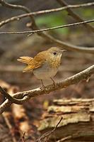 Veery ( Catharus fuscescens ) , Port Aransas , Texas USA stock photo