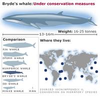 Bryde's whale