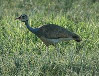 White-bellied Bustard p.116