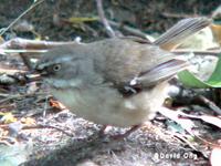 White-browed Scrubwren